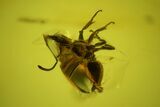 Fossil Ant, Beetle, Fly and Mite in Baltic Amber #163494-2